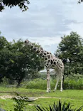 天王寺動物園に投稿された画像（2026/6/29）