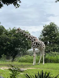 天王寺動物園に投稿された画像（2026/6/29）