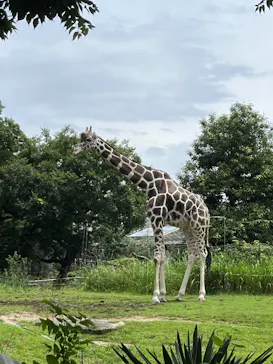 天王寺動物園に投稿された画像（2026/6/29）