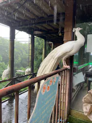 伊豆シャボテン動物公園に投稿された画像（2026/6/29）