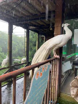 伊豆シャボテン動物公園に投稿された画像（2026/6/29）