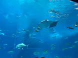 沖縄美ら海水族館に投稿された画像（2026/6/29）