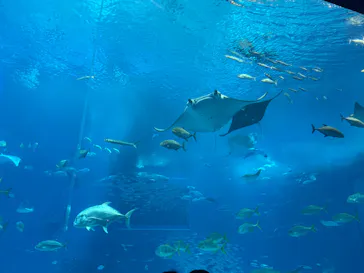 沖縄美ら海水族館に投稿された画像（2026/6/29）