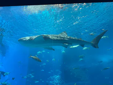沖縄美ら海水族館に投稿された画像（2026/6/29）