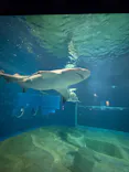 アクアワールド茨城県大洗水族館に投稿された画像（2026/6/29）