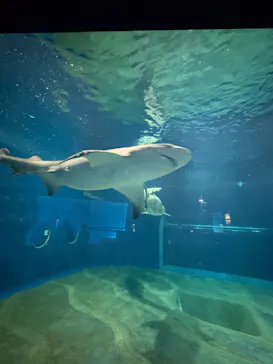 アクアワールド茨城県大洗水族館に投稿された画像（2026/6/29）