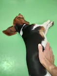 つくばわんわんランドに投稿された画像（2026/6/29）