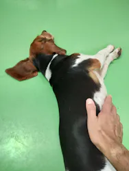 つくばわんわんランドに投稿された画像（2026/6/29）
