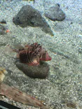 新江ノ島水族館に投稿された画像（2026/6/29）