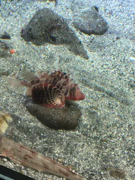 新江ノ島水族館に投稿された画像（2026/6/29）