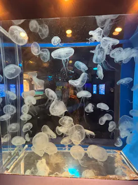 しながわ水族館に投稿された画像（2026/6/29）