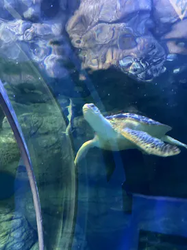 しながわ水族館に投稿された画像（2026/6/29）