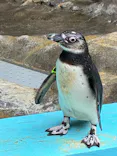 しながわ水族館に投稿された画像（2026/6/29）