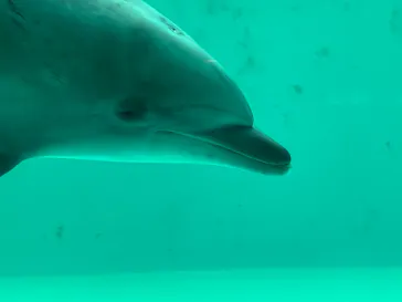 しながわ水族館に投稿された画像（2026/6/29）