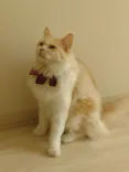 Cat Café MOFF グランベリーパーク店に投稿された画像（2026/6/29）