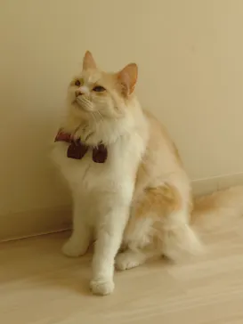 Cat Café MOFF グランベリーパーク店に投稿された画像（2026/6/29）