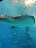 沖縄美ら海水族館に投稿された画像（2026/6/29）