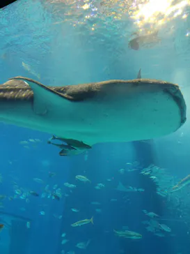沖縄美ら海水族館に投稿された画像（2026/6/29）