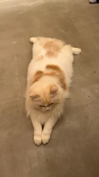 猫カフェモカ 梅田店に投稿された画像（2026/6/29）