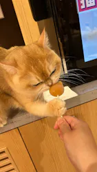 猫カフェモカ 梅田店に投稿された画像（2026/6/29）