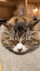 猫カフェモカ 梅田店に投稿された画像（2026/6/29）