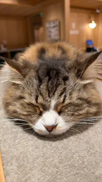 猫カフェモカ 梅田店に投稿された画像（2026/6/29）