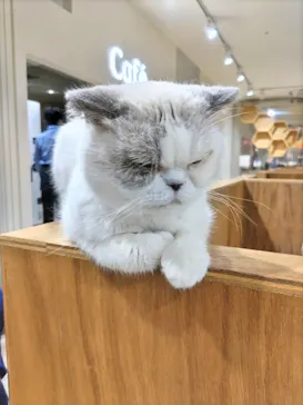 Cat Café MOFF つかしん店に投稿された画像（2026/6/29）