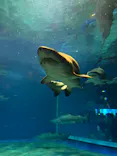 アクアワールド茨城県大洗水族館に投稿された画像（2026/6/29）