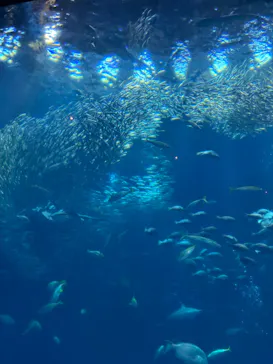 アクアワールド茨城県大洗水族館に投稿された画像（2026/6/29）