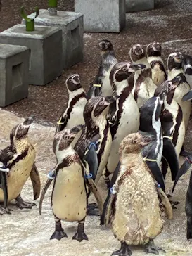アクアワールド茨城県大洗水族館に投稿された画像（2026/6/29）
