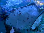 しながわ水族館に投稿された画像（2026/6/29）