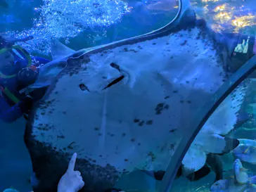 しながわ水族館に投稿された画像（2026/6/29）