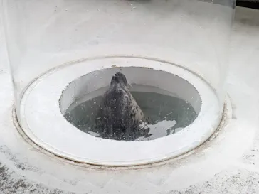 しながわ水族館に投稿された画像（2026/6/29）