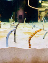 京都水族館に投稿された画像（2026/6/30）