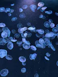 すみだ水族館に投稿された画像（2026/6/30）