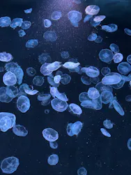 すみだ水族館に投稿された画像（2026/6/30）