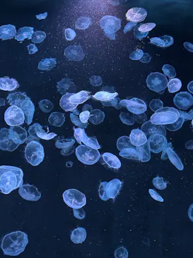 すみだ水族館に投稿された画像（2026/6/30）