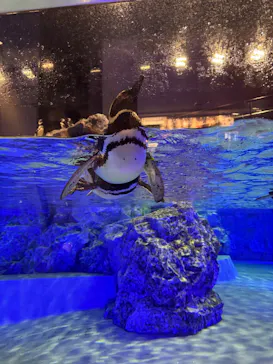 すみだ水族館に投稿された画像（2026/6/30）