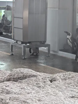 京都水族館に投稿された画像（2026/6/30）