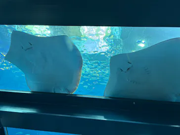 沖縄美ら海水族館に投稿された画像（2026/6/30）