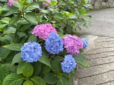 勝尾寺に投稿された画像（2026/6/30）