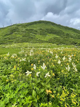 白馬八方尾根に投稿された画像（2026/6/30）