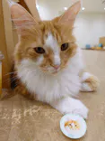 Cat Café MOFF イオンモール豊川店に投稿された画像（2026/7/1）