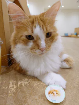 Cat Café MOFF イオンモール豊川店に投稿された画像（2026/6/30）