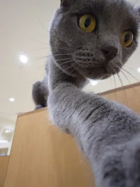Cat Café MOFF イオンモール豊川店に投稿された画像（2026/6/30）