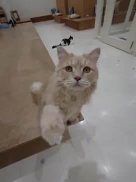 Cat Café MOFF イオンモール豊川店に投稿された画像（2026/6/30）