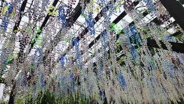箱根ガラスの森美術館に投稿された画像（2026/6/30）