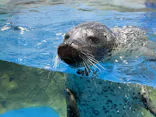 新江ノ島水族館に投稿された画像（2026/7/1）