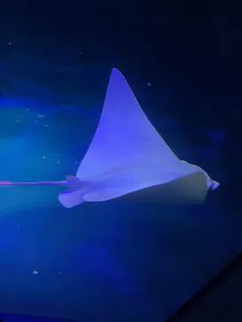 大分マリーンパレス水族館 「うみたまご」に投稿された画像（2026/7/1）