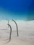アクアワールド茨城県大洗水族館に投稿された画像（2026/7/1）